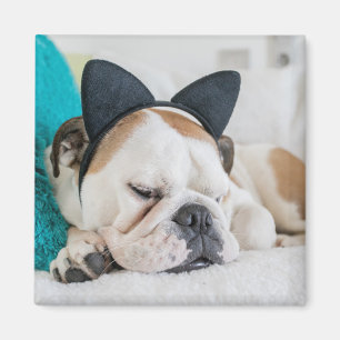 Getty Images Sleepy Dog with Cat Headband Magnet