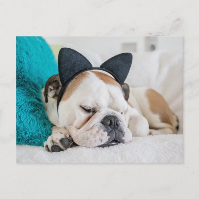 Getty Images | Sleepy Dog with Cat Headband Postcard (Front)