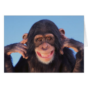 Getty Images   Smiling Chimpanzee