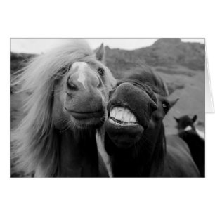 Getty Images   Smiling Horses