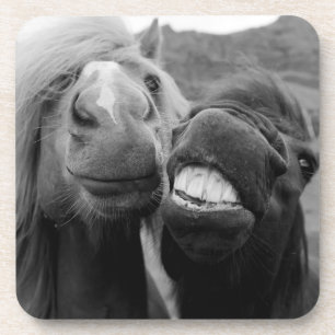 Getty Images Smiling Horses Coaster