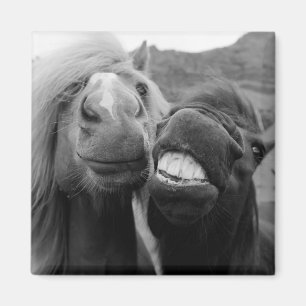 Getty Images   Smiling Horses Magnet