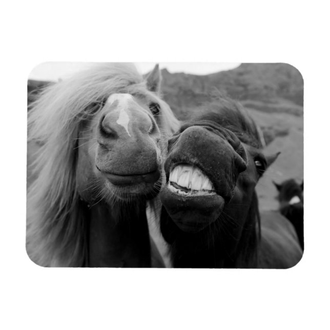 Getty Images | Smiling Horses Magnet (Horizontal)
