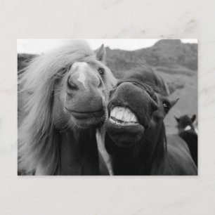 Getty Images   Smiling Horses Postcard