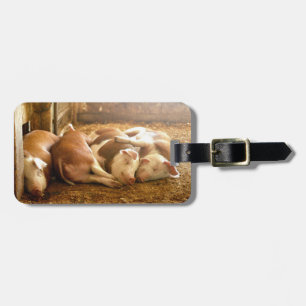 Getty Images Snuggling Pigs Luggage Tag