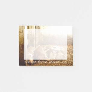 Getty Images   Snuggling Pigs Post-it Notes