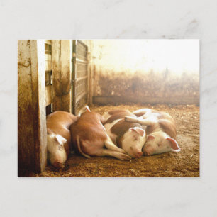 Getty Images   Snuggling Pigs Postcard