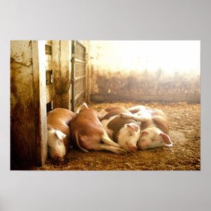 Getty Images   Snuggling Pigs Poster