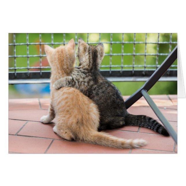 Getty Images | Two Kittens on a Balcony (Front Horizontal)