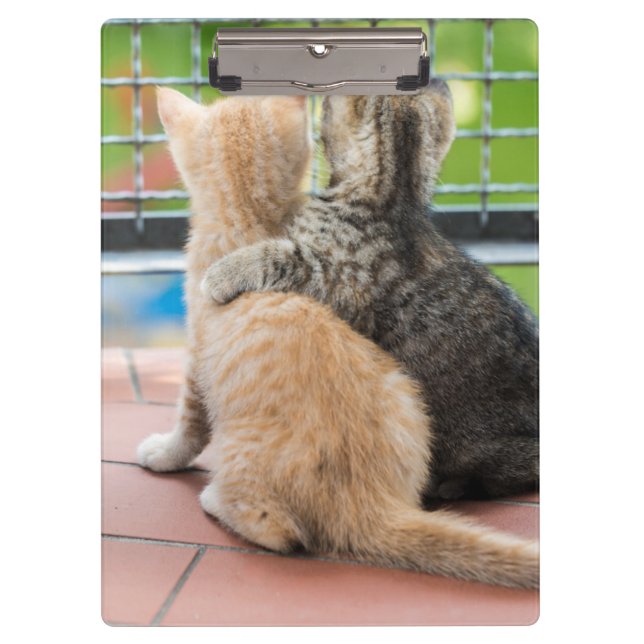 Getty Images | Two Kittens on a Balcony Clipboard (Front)