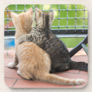 Getty Images Two Kittens on a Balcony Coaster