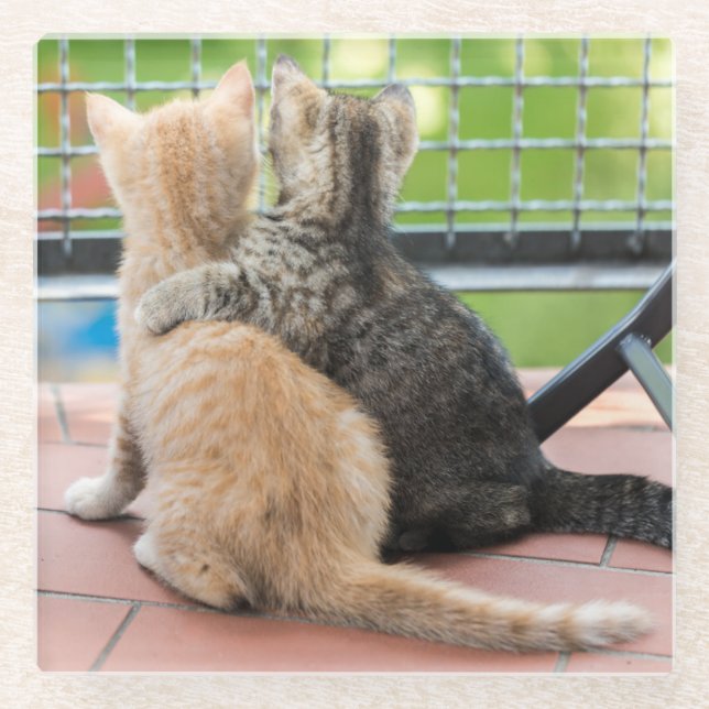 Getty Images | Two Kittens on a Balcony Glass Coaster (Front)