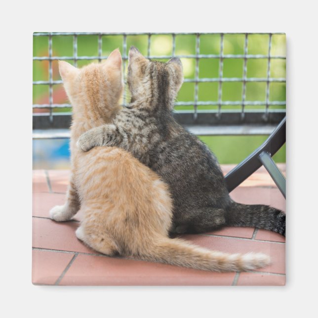 Getty Images | Two Kittens on a Balcony Magnet (Front)