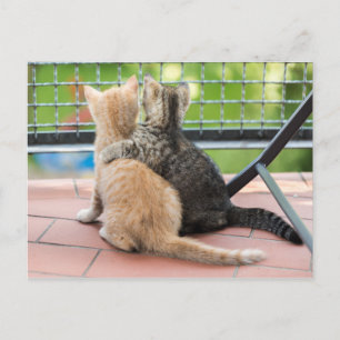 Getty Images   Two Kittens on a Balcony Postcard