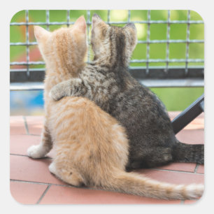 Getty Images Two Kittens on a Balcony Square Sticker