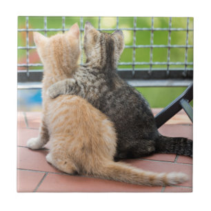 Getty Images Two Kittens on a Balcony Tile