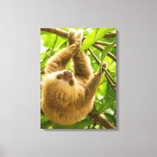 Getty Images Upside Down Sloth Canvas Print