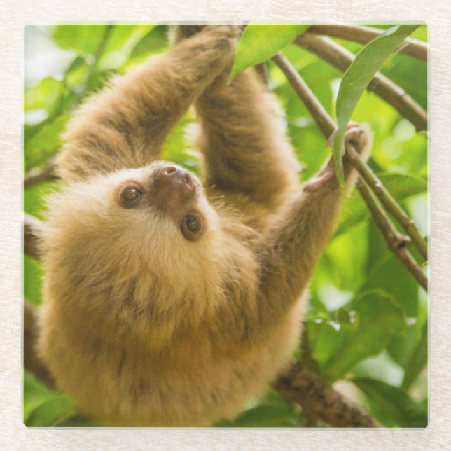 Getty Images | Upside Down Sloth Glass Coaster (Front)