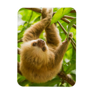 Getty Images   Upside Down Sloth Magnet