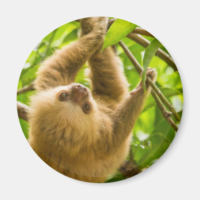 Getty Images | Upside Down Sloth Magnet (Front)
