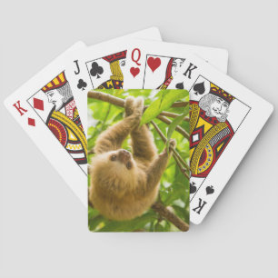 Getty Images Upside Down Sloth Playing Cards