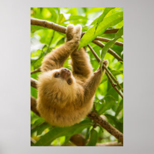 Getty Images   Upside Down Sloth Poster