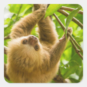 Getty Images Upside Down Sloth Square Sticker