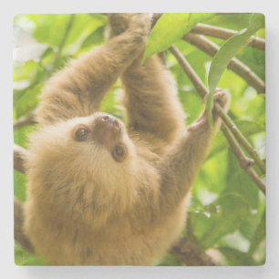 Getty Images   Upside Down Sloth Stone Coaster