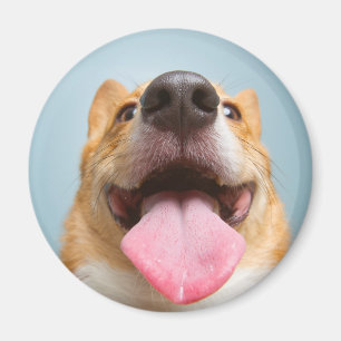Getty Images Very Happy Corgi Magnet