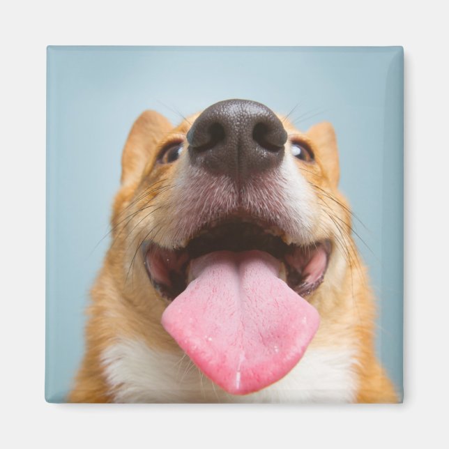 Getty Images | Very Happy Corgi Magnet (Front)