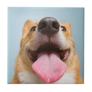 Getty Images   Very Happy Corgi Tile
