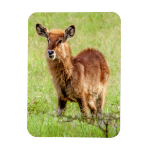 Getty Images   Young Brown Antelope Waterbuck Magnet