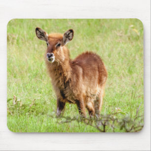 Getty Images Young Brown Antelope Waterbuck Mouse Mat
