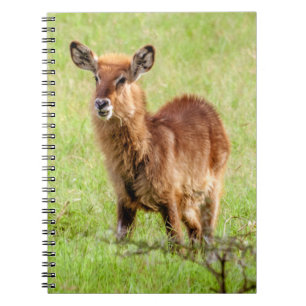 Getty Images Young Brown Antelope Waterbuck Notebook