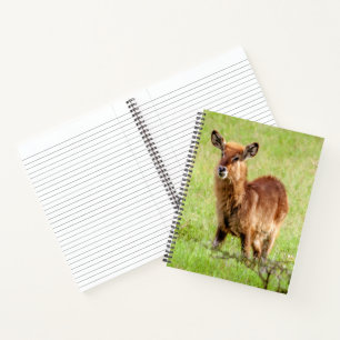 Getty Images Young Brown Antelope Waterbuck Notebook