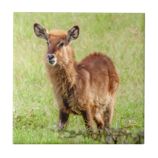 Getty Images | Young Brown Antelope Waterbuck Tile (Front)