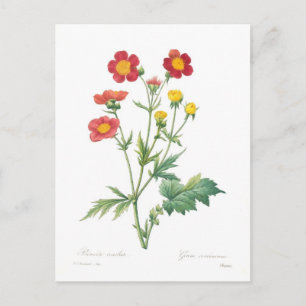 Geum coccineum postcard