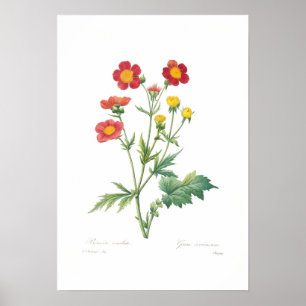 Geum coccineum poster