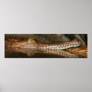 Gharial Poster
