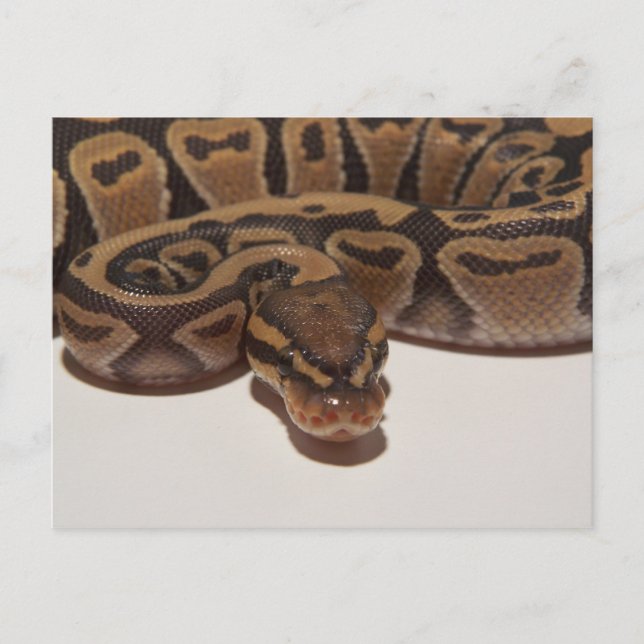 Ghost Ball Python Postcard (Front)
