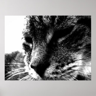 Ghost Cat Poster