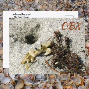Ghost Crab OBX NC Photographic Postcard