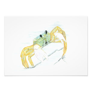 Ghost Crab  Photo Print