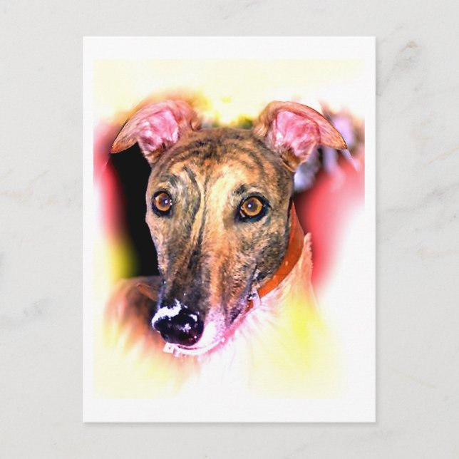 Ghost of a greyhound dog postcard (Front)