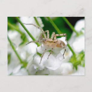 Ghost Spider (Anyphaenid?) Postcard