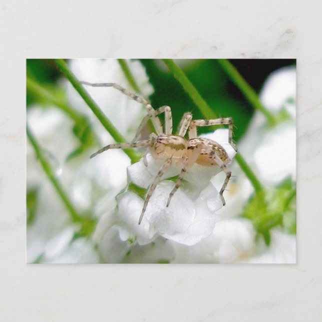 Ghost Spider (Anyphaenid?) Postcard (Front)