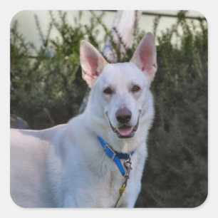 Ghost Square Sticker