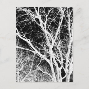 ghost tree postcard