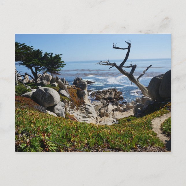 Ghost Tree – Scenic 17 Mile Drive #2 Postcard (Front)