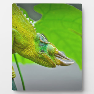 Giant 3 Horned Chameleon Plaque